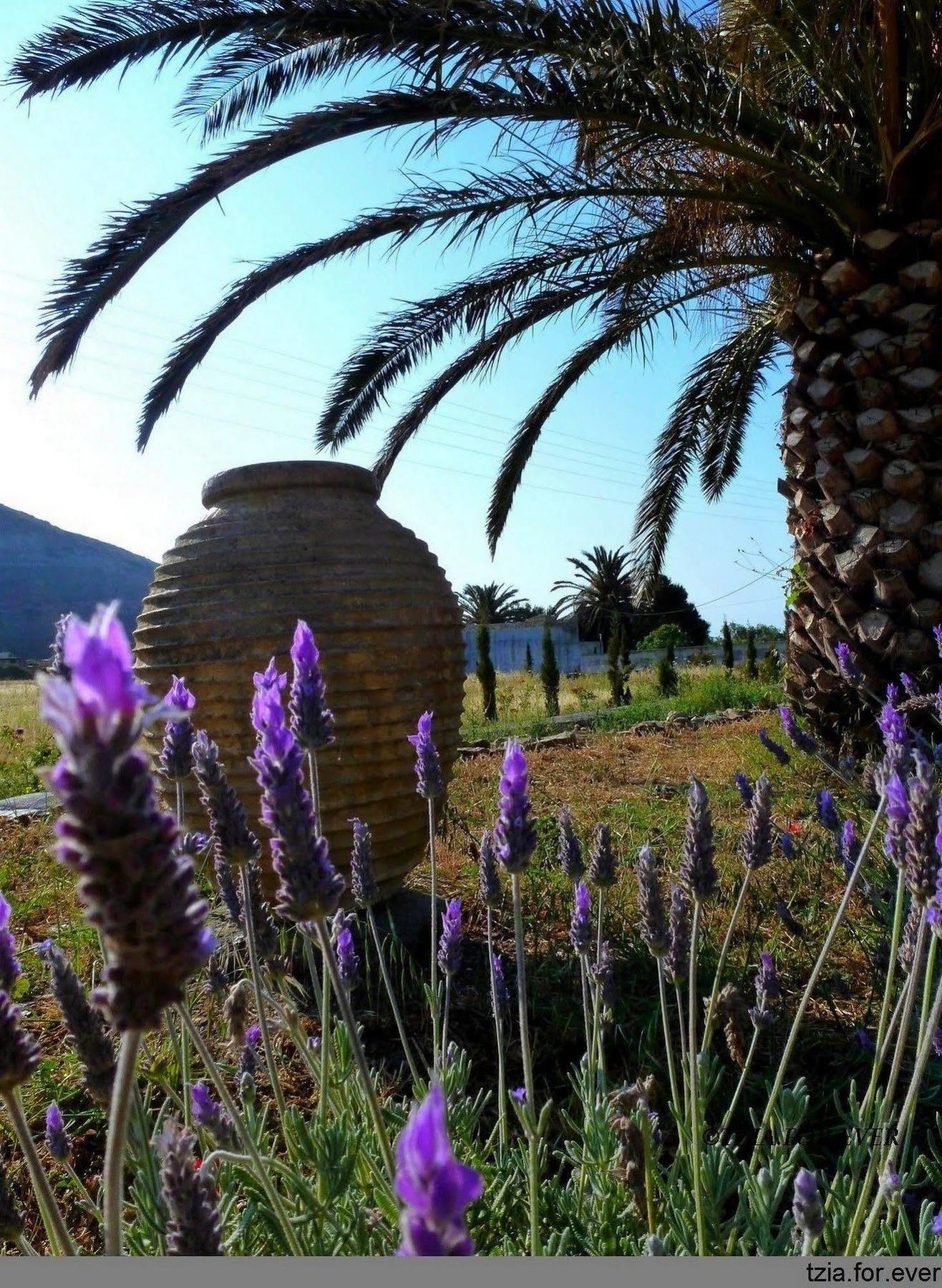 La Maison Vert Amande Spathi  Dış mekan fotoğraf